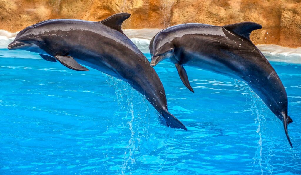 dolphins, animal, nature